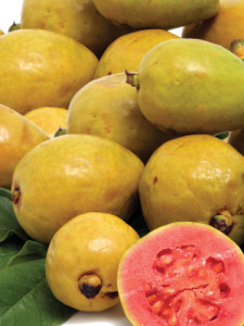 guayaba-can